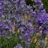 Lavandula angustifolia 'Scholmis' -- Lavendel